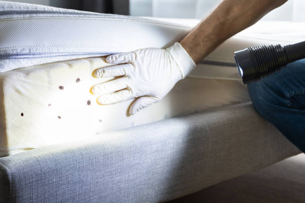 Best Mosquito Control Services  in Kensington, CT