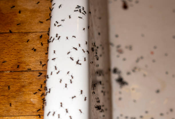 Best Pest Removal Services  in Kensington, CT