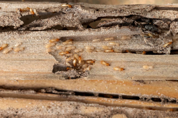 Best Cockroach Control Services  in Kensington, CT