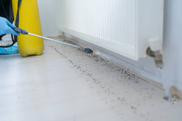 Best Rat Extermination Near Me  in Kensington, CT